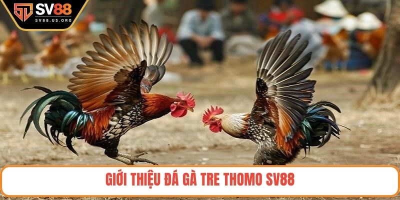 Đá gà tre Thomo