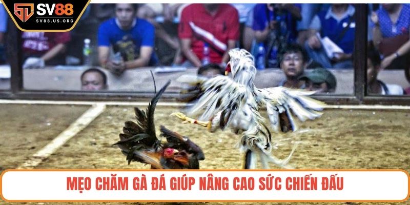 Mẹo chăm gà đá giúp nâng cao sức chiến đấu 