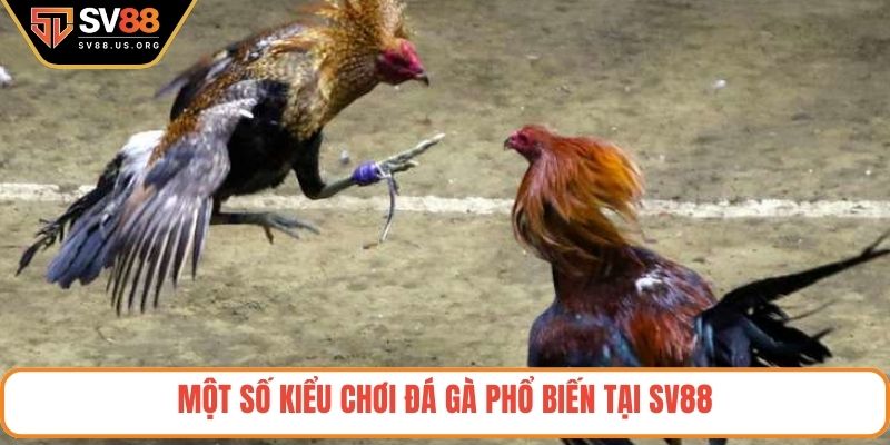 Một số kiểu chơi đá gà phổ biến tại SV88