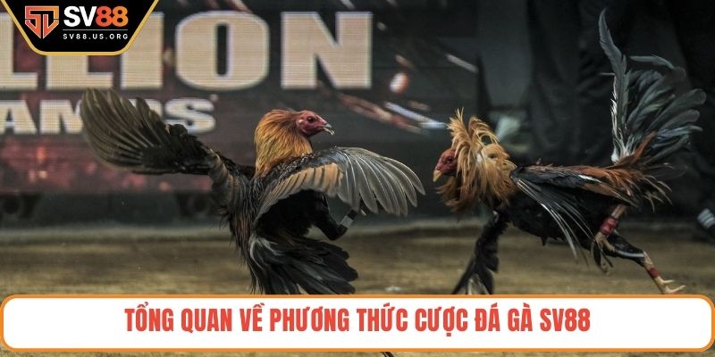 Tổng quan về phương thức cược đá gà SV88