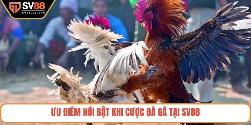 Ưu điểm nổi bật khi cược đá gà tại SV88